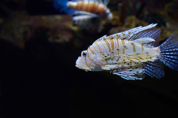 Lion fish in a water depth in clear water.