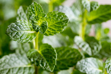 Closeup of fresh young green peppermint plants