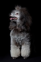 Poodle on a black background