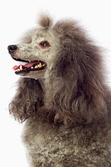 Poodle on a white background