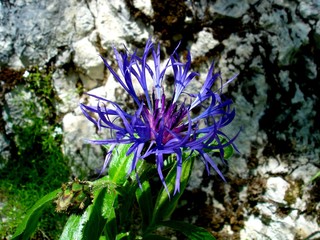 Alpejskie dzikie kwiaty - Chaber górski "Centaurea montana" - super tło