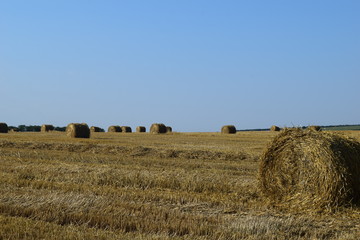 Fototapeta premium Wheat field and Bale