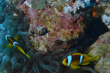 Fototapeta na wymiar Fauna del mar Rosso