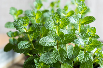 Young peppermint plants growing in a pot