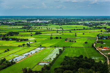 paddy field ,bird eye view