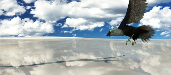 Obraz premium Eagle flying