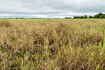 Grassy area along Yacuma river, Bolivia