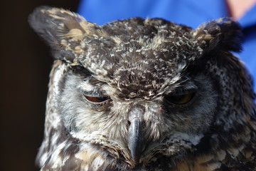 Owl Wink