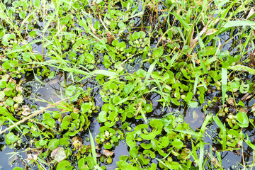 Grassy area along Yacuma river, Bolivia
