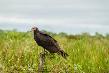 Lesser yellow-headed vulture (Cathartes burrovianus) near Yacuma river, Bolivia