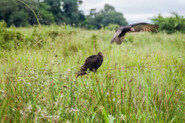 Lesser yellow-headed vulture (Cathartes burrovianus) near Yacuma river, Bolivia