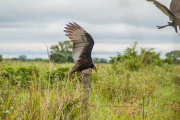 Lesser yellow-headed vulture (Cathartes burrovianus) near Yacuma river, Bolivia
