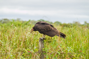Lesser yellow-headed vulture (Cathartes burrovianus) near Yacuma river, Bolivia