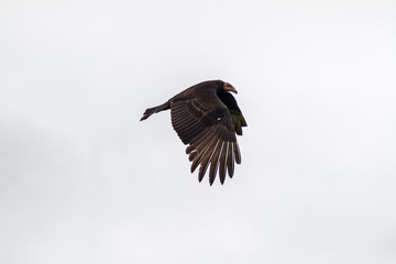 Lesser yellow-headed vulture (Cathartes burrovianus) near Yacuma river, Bolivia