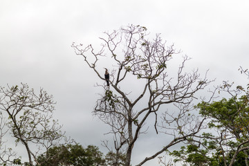 Anhinga (sometimes called snakebird, darter, American darter, or water turkey) on a tree near Yacuma river, Bolivia