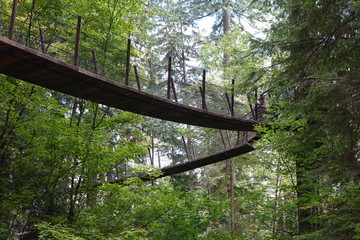 Elevated Forest Path