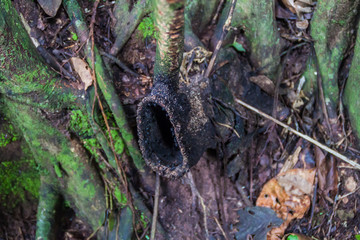 Ant nest in a jungle of National Park Madidi, Bolivia