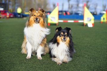 Sable and tricolour Sheltie dogs posing together on a green synthetic grass