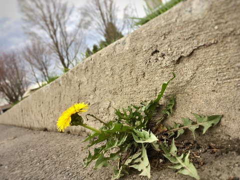 pissenlit