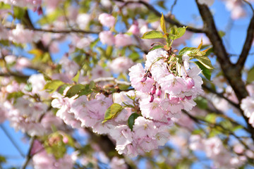 Waterdrops on sakura trees.