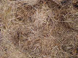 A large haystack stocks from summer to winter for animals