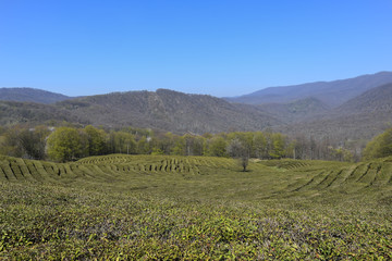 Fototapeta na wymiar Green Tea Plantation