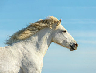Obraz na płótnie Canvas White Camargue Horse, Parc Regional de Camargue, Provence, France