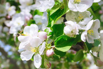 The bee collects the pollen on the apple blossom. Close-up, selective focus. The concept of a spring blooming garden.