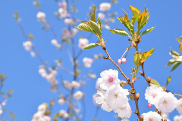 Sakura trees blooming on a sunny spring day.