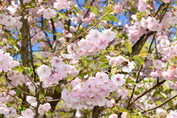 Waterdrops on sakura trees.