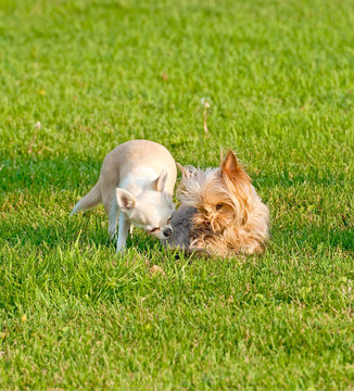 Yorkshire Terrier and Chihuahua on the grass 
