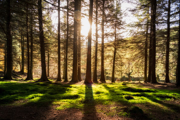 Obraz premium Forest Peak District England UK