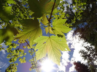 Obraz premium Berg-Ahorn 