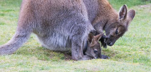 Kangeroo in pouch