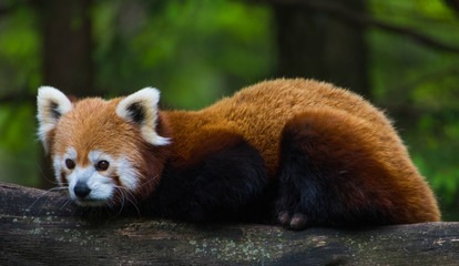 Red panda in Ljubljana zoo - Slovenia