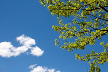 Bright green springtime branches against blue sky