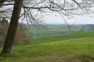 Naturlandschaft - Frühlingslandschaft - Hügellandschaft - Löwenzahnwiesen