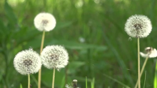 The bright rays of the sun illuminate the gentle, charming God's creation.Dandelions around.
