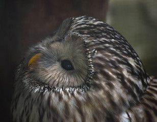 Ural owl 