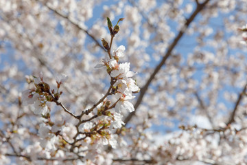 spring cherry blossom New York
