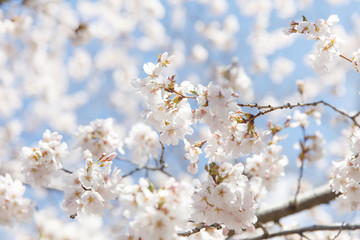 spring cherry blossom New York