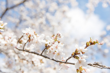 spring cherry blossom New York