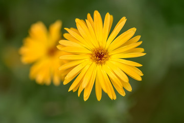 Beautiful yellow flower seen up close