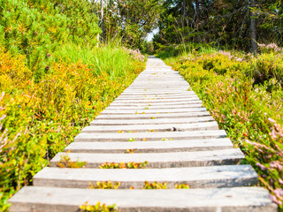Obraz premium Narrow wooden hiking trail in the grass of peat bog area, Georgenfelder Hochmoor, Germany.