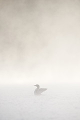 Great Northern Loon (Gavia immer), Common Loon in the fog at sunrise