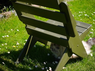 krzesło w ogrodzie i kot ukryty w cieniu - obrazy, fototapety, plakaty