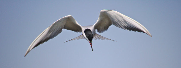 Common tern