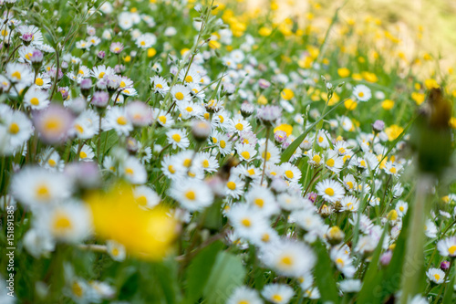 "Blumenwiese im Frühling" Stockfotos und lizenzfreie Bilder auf Fotolia
