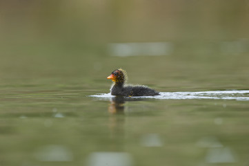 American Coot (Fulica americana) (a.k.a. mud hen)