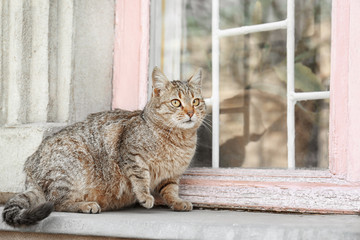Cat lying on windowsill outdoor